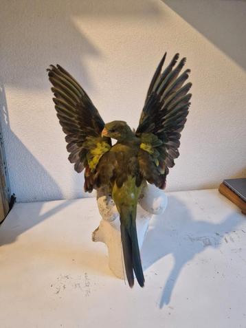 Opggezette Vogel - Decoratie beschikbaar voor biedingen