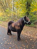1,5 jarige shetlander van 105 cm, Dieren en Toebehoren, Paarden en Pony's | Dekhengsten en Fokmerries, Merrie