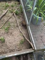 Te koop koppel rikkert patrijzen met dna van het vrouwtje, Meerdere dieren