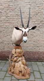 Opgezette kop oryx gemsbok taxidermy opgezet afrika schedel, Verzamelen, Dierenverzamelingen, Ophalen, Wild dier, Gewei of Kop