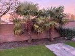 Trachycarpus Fortunei Palmboom - Winterhard!, Tuin en Terras, 100 tot 250 cm, Zomer, Palmboom, Ophalen