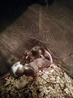 Muizen te koop, Dieren en Toebehoren, Oktober, Meerdere dieren, Muis