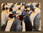 Pinguïn puzzel, Kinderen en Baby's, Speelgoed | Kinderpuzzels, 10 tot 50 stukjes, Van hout, 4 tot 6 jaar, Gebruikt