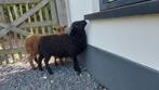 2 Ouessant rammen, Mannelijk, Schaap, 0 tot 2 jaar