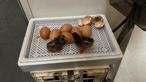 Broedeieren Barnevelder dubbel gezoomd, Dieren en Toebehoren, Pluimvee, Kip, Geslacht onbekend