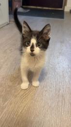 Lieve kittens, Dieren en Toebehoren, Katten en Kittens | Overige Katten, Meerdere dieren