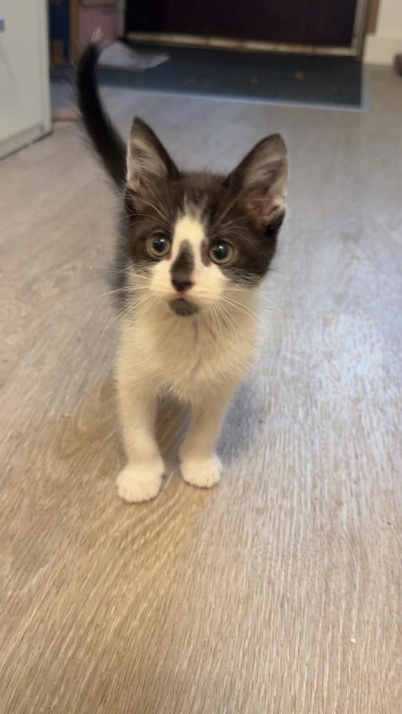Lieve kittens, Dieren en Toebehoren, Katten en Kittens | Overige Katten, Meerdere dieren