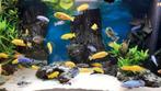 malawi cichliden, Dieren en Toebehoren, Vis, Zoetwatervis