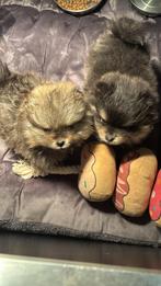 Prachtige Pomeriaan pups zoeken een liefdevol huisje, Keeshond, 8 tot 15 weken, Meerdere, Meerdere dieren