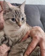 Kittens Britse Korthaar vader  & X Turkse Van moeder, Dieren en Toebehoren, Katten en Kittens | Raskatten | Korthaar, Poes, Ontwormd