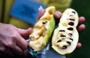 Pawpaw zaden of boompjes, permacultuur en voedselbos, Tuin en Terras, Planten | Tuinplanten, Vaste plant, Overige soorten, Volle zon