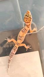 Luipaardgekko babies, Dieren en Toebehoren, Reptielen en Amfibieën, Hagedis, 0 tot 2 jaar