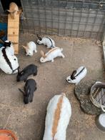 Grote Lotharinger ., Dieren en Toebehoren, Konijnen, Meerdere dieren, Groot