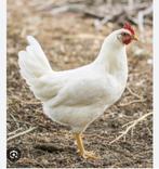 Witte leghennen! 18 weken oud!, Vrouwelijk, Kip