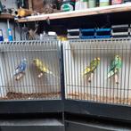 grasparkieten, Meerdere dieren, Parkiet