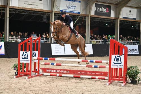 Leuke interessante fokmerrie, Dieren en Toebehoren, Paarden, Merrie, 3 tot 6 jaar, Dressuurpaard