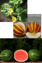 Meloen zaden, Verzenden, Zaad