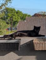 Prachtige zwarte mini-panter Milo, Dieren en Toebehoren, Katten en Kittens | Raskatten | Korthaar, Kater, Ontwormd, 0 tot 2 jaar
