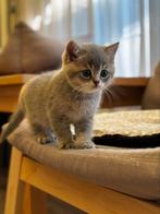 Britse kittens, Dieren en Toebehoren, Katten en Kittens | Raskatten | Korthaar, Meerdere dieren