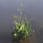 meer dan 100 soorten vijverplanten en waterlelie, Overige soorten, Volle zon, Vaste plant, Ophalen of Verzenden
