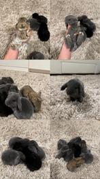 Baby Franse hangoren, Dieren en Toebehoren, Konijnen, Geslacht onbekend, Groot