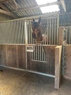 Lieve merrie zoekt fijn huisje, Dieren en Toebehoren, Paarden, Merrie