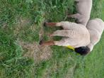 Te koop Dekram vleestype, Dieren en Toebehoren, Mannelijk, Schaap, 0 tot 2 jaar