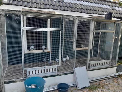 2 duivenrennen met uit en invliegkleppen., Dieren en Toebehoren, Vogels | Duiven, Postduif, Mannelijk