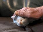 Ronnie katertje zoekt een goed huis, Dieren en Toebehoren, Kater
