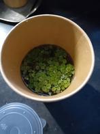 Drijfplantjes aquarium, Dieren en Toebehoren, Vis