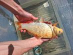 Koi's, Karper of Koi