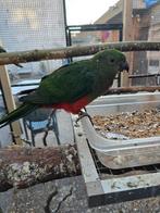 Koningsparkiet, Dieren en Toebehoren, Vogels | Parkieten en Papegaaien, Parkiet