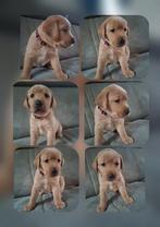 Prachtige blond en donker blond labrador pups vader foxred, Labrador retriever, Meerdere, Meerdere dieren, Nederland