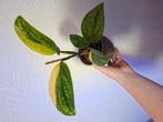 Monstera variegata peru met kapern mica bloempot, Huis en Inrichting, Kamerplanten, Ophalen of Verzenden, Halfschaduw, Minder dan 100 cm