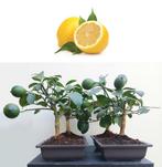 4 Bonsai Citroen- Citrus Limon Met Vruchtjes, Ophalen of Verzenden, In pot, Minder dan 100 cm, Bloeiende kamerplant