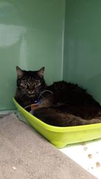 My cat needs a large dog cage borrowed or donated, Ophalen of Verzenden, Nieuw