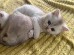 Britse korthaar kittens nog 2 te koop!, Dieren en Toebehoren, Meerdere dieren, Gechipt, 0 tot 2 jaar