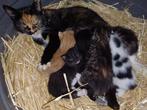 Lieve Sociale Boerderij kittens nog 2 beschikbaar, Dieren en Toebehoren, Katten en Kittens | Overige Katten, Meerdere dieren