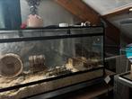 Hamster hok, Dieren en Toebehoren, Minder dan 60 cm, Minder dan 75 cm, Ophalen of Verzenden, Zo goed als nieuw