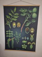 botanische schoolplaat walnut/walnoot, Antiek en Kunst, Natuur en Biologie, Ophalen of Verzenden