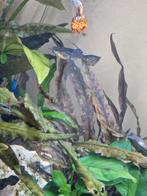 Baby guppen, Dieren en Toebehoren, Vissen | Aquariumvissen, Vis, Zoetwatervis