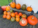 Pompoenen te koop, Tuin en Terras, Ophalen, Nieuw
