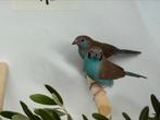 Roodwang blauwfazantje - Uraeginthus bengalus, Dieren en Toebehoren, Meerdere dieren, Tropenvogel, Geringd