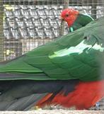 Mooie broedrijpe koningsparkieten  kans spit geel, Dieren en Toebehoren, Vogels | Parkieten en Papegaaien, Mannelijk, Parkiet