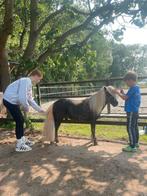 Mini shetland / fallabella kinder ponies!, Dieren en Toebehoren, Pony's, A pony (tot 1.17m), 7 tot 10 jaar, Onbeleerd, Meerdere dieren