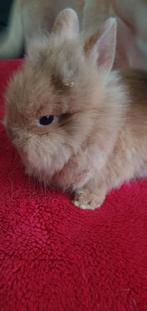 Teddy dwerg konijnen, Dieren en Toebehoren, Konijnen, Mannelijk, Dwerg