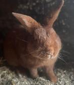 1 mooie rode nieuw zeelander ram, Mannelijk, Middelgroot, 0 tot 2 jaar