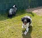 Vrolijke pups zoeken een liefdevol thuis!, Nederland, CDV (hondenziekte), 8 tot 15 weken, Meerdere
