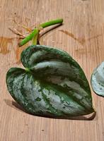 Philodendron Brandtianum, Huis en Inrichting, Kamerplanten, Overige soorten, Minder dan 100 cm, Groene kamerplant, Halfschaduw