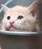 Lieve mooie kittens, kruising Britse X Europese korthaar, Dieren en Toebehoren, Meerdere dieren, Ontwormd, 0 tot 2 jaar